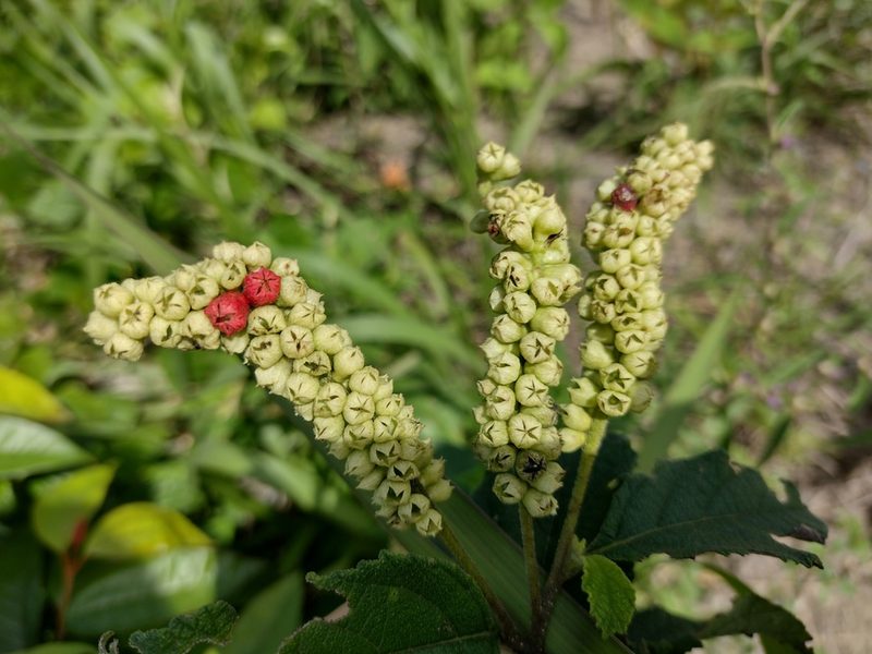 Varronia multispicata, photographed by Lucas Kaminski
