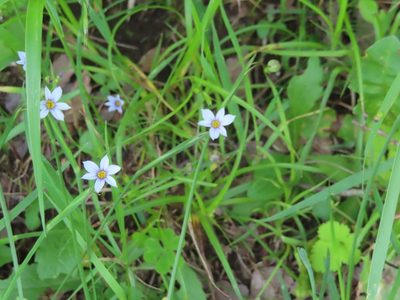 Sisyrinchium micranthum, photographed by mami_t_t