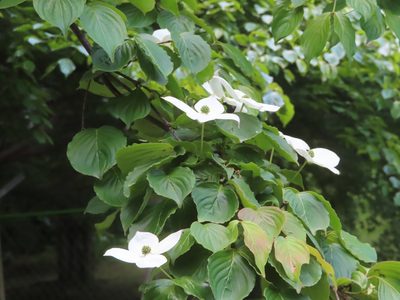 Cornus kousa, photographed by mami_t_t