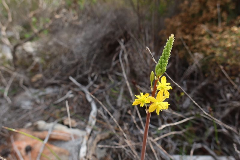 Bulbine praemorsa, photographed by Diana Studer