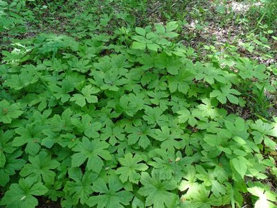 Hydrastis canadensis, photographed by Sandra Keller