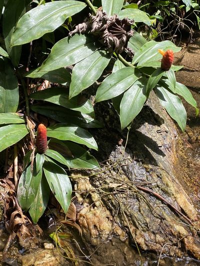 Costus scaber, photographed by Stephanie Tran