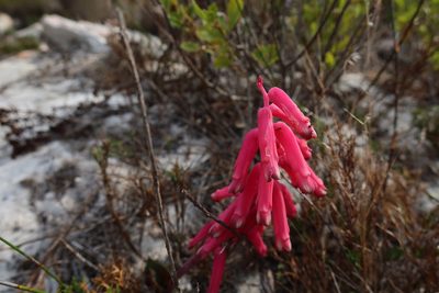 Lachenalia punctata, photographed by Diana Studer