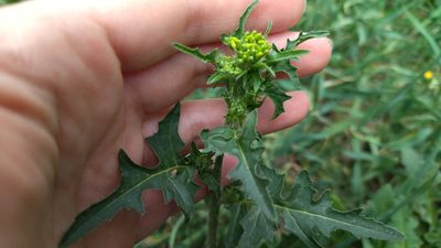 Sisymbrium loeselii, photographed by Екатерина Гущина