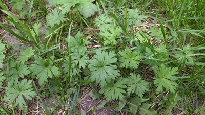 Geranium sibiricum, photographed by Екатерина Гущина