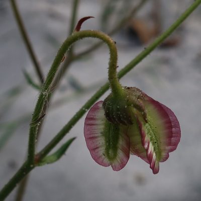Tripteris dentata, photographed by Diana Studer