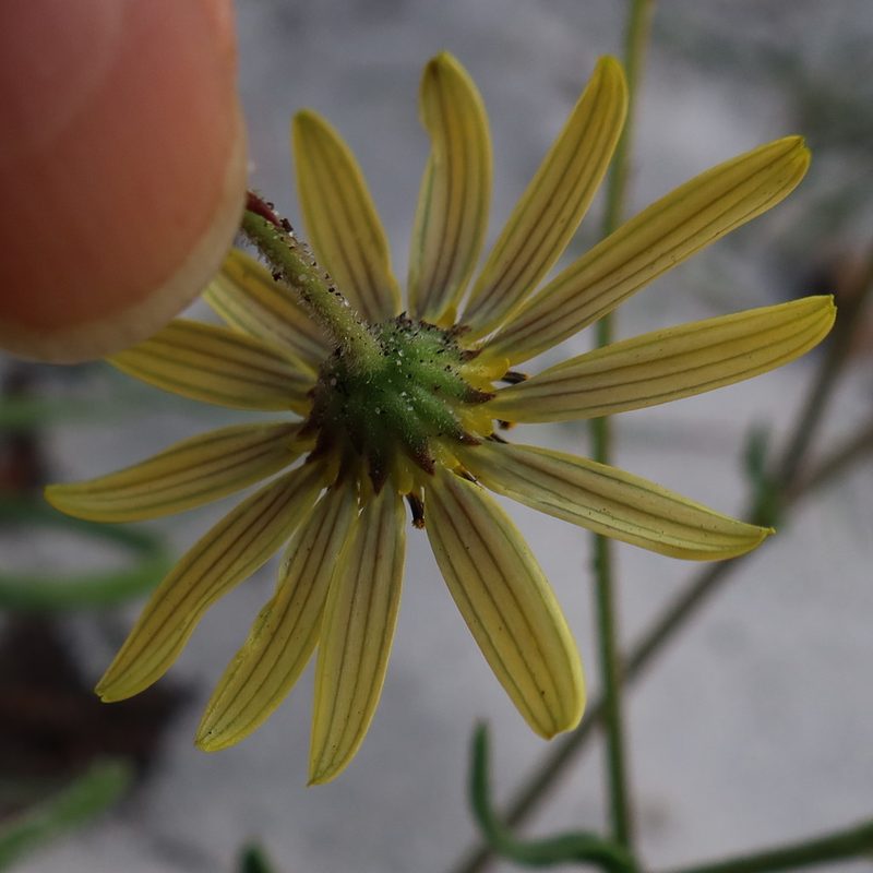 Tripteris dentata, photographed by Diana Studer