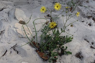 Tripteris dentata, photographed by Diana Studer