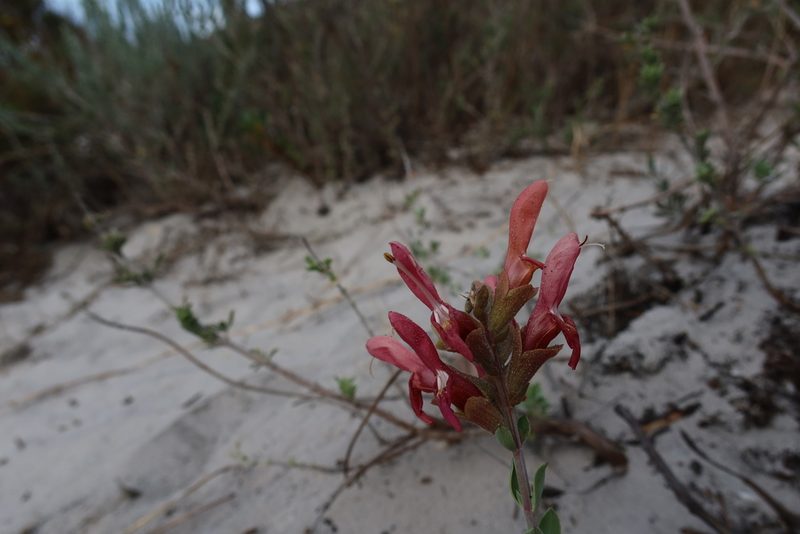 Salvia lanceolata, photographed by Diana Studer