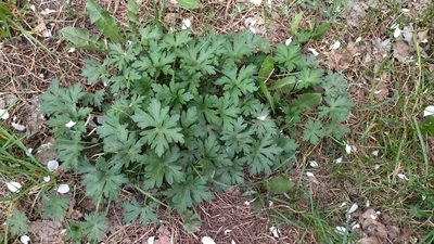 Geranium sibiricum, photographed by Екатерина Гущина