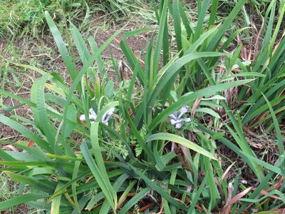 Iris douglasiana, photographed by Dorothy Johnson