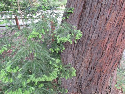 Sequoia sempervirens, photographed by Dorothy Johnson