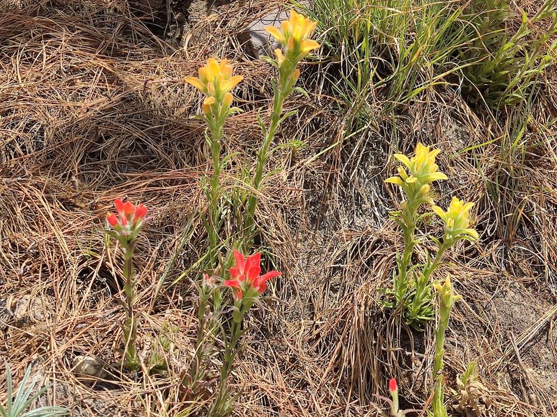 Castilleja scorzonerifolia, photographed by Guillermo Huerta Ramos