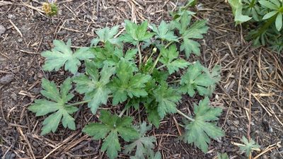 Geranium sibiricum, photographed by Екатерина Гущина