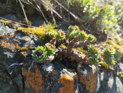 Rhodiola integrifolia, photographed by Matt Muir