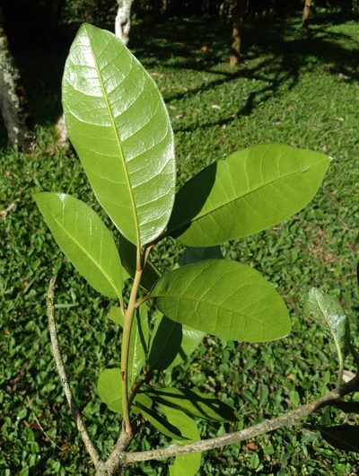 Lucuma bifera, photographed by Alfredo F. Fuentes Claros