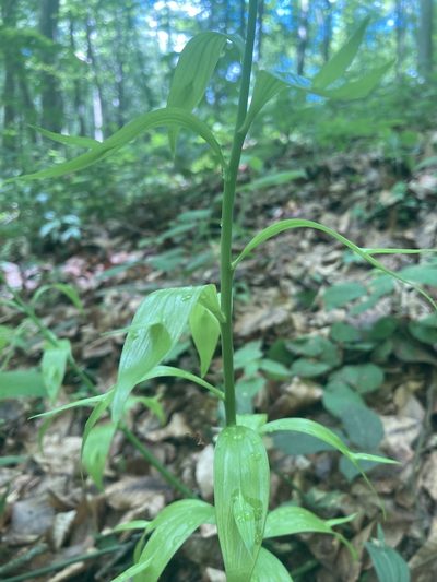Ruscus hypoglossum, photographed by John Kenrick Gibson