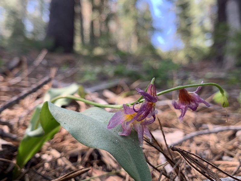 Erythronium purpurascens, photographed by Ben Hayden