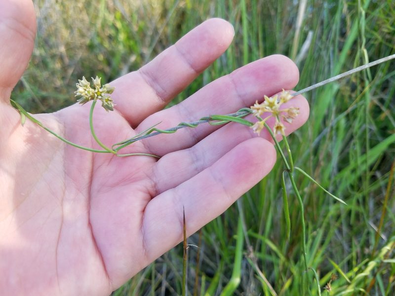 Funastrum angustifolium, photographed by Leila Dasher