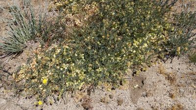 Astragalus douglasii, photographed by velodrome