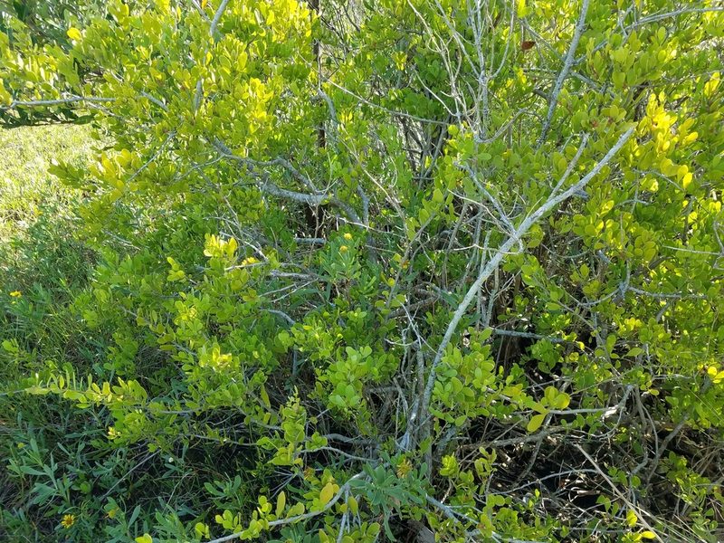 Maytenus phyllanthoides, photographed by Leila Dasher