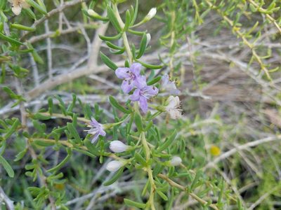 Lycium carolinianum, photographed by Leila Dasher