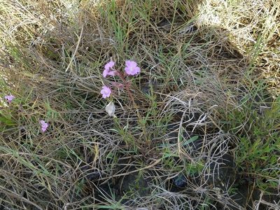 Agalinis maritima
