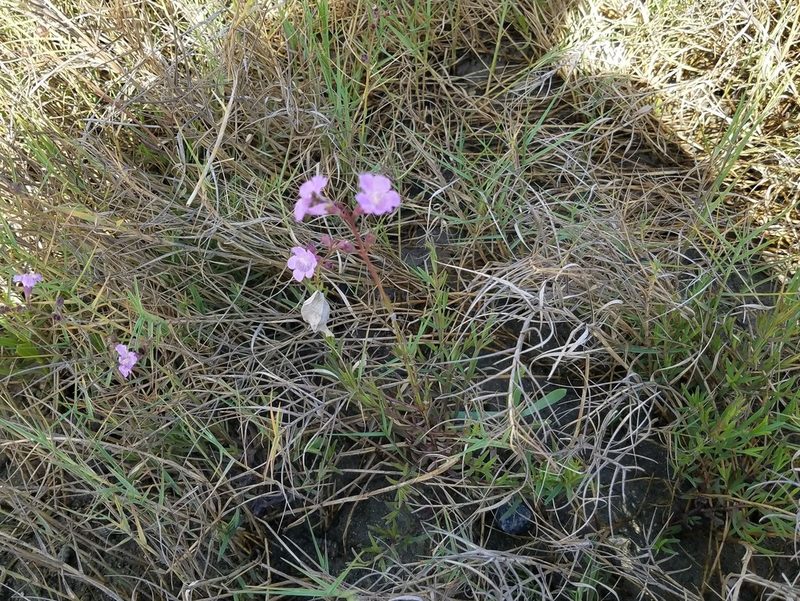 Agalinis maritima, photographed by Leila Dasher