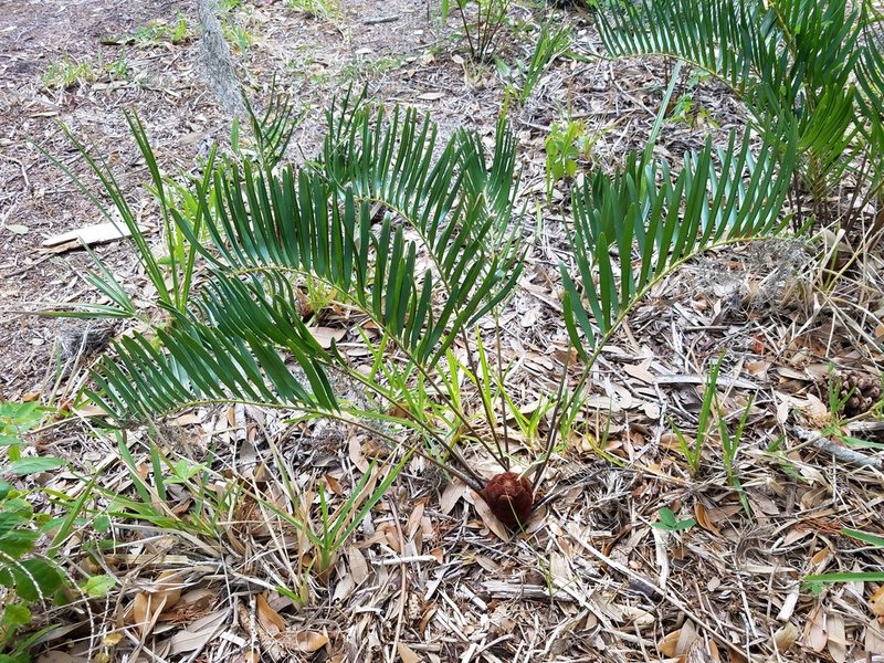 Zamia integrifolia, photographed by Leila Dasher