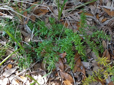 Asparagus aethiopicus, photographed by Leila Dasher