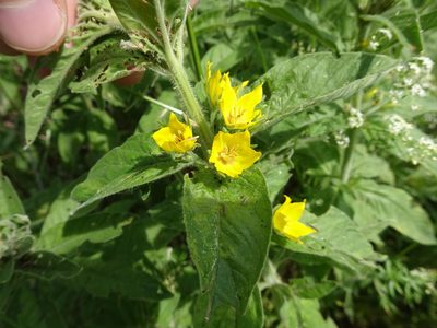 Lysimachia punctata, photographed by Thomas Koffel