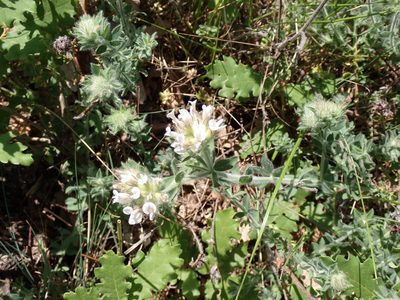 Lotus hirsutus, photographed by David Delon