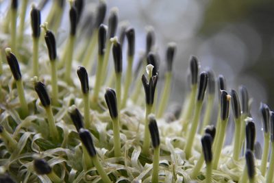 Lobelia bambuseti, photographed by Loren Cassin Sackett