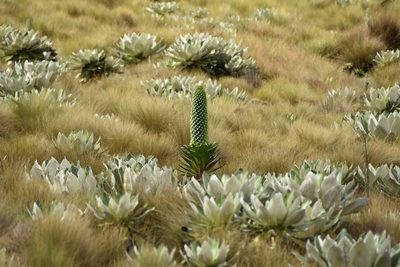 Dendrosenecio keniensis, photographed by Loren Cassin Sackett
