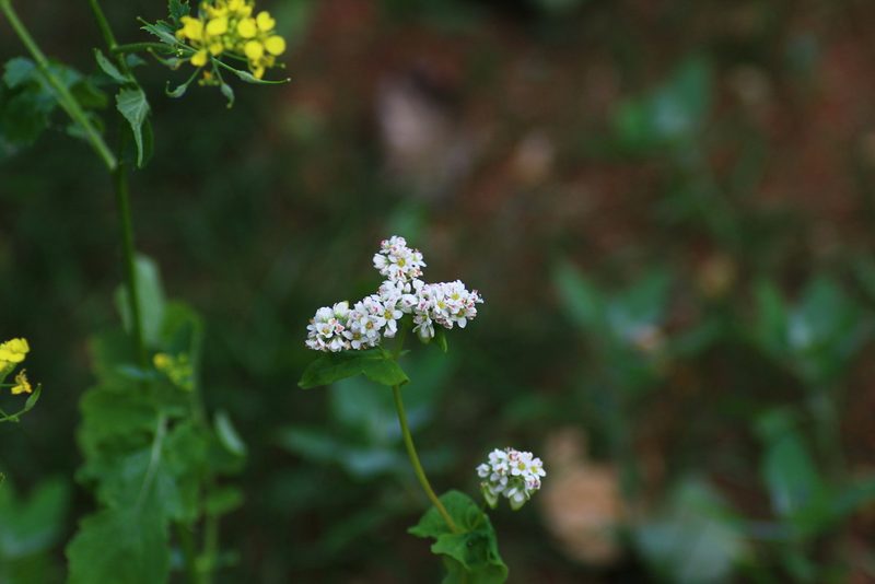 Fagopyrum esculentum, photographed by CorentinD