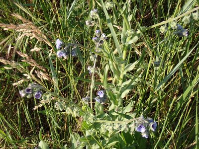 Cynoglossum creticum, photographed by David Delon