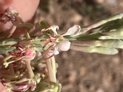 Oenothera suffrutescens, photographed by Anders Hastings