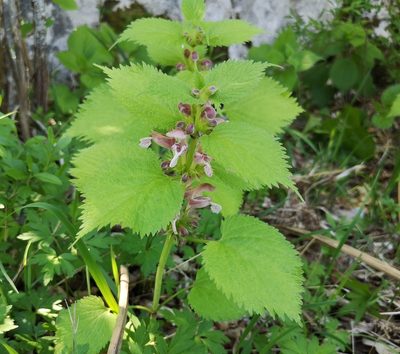 Lamium orvala, photographed by Jens-Christian Svenning