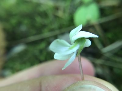 Viola primulifolia, photographed by adam busey