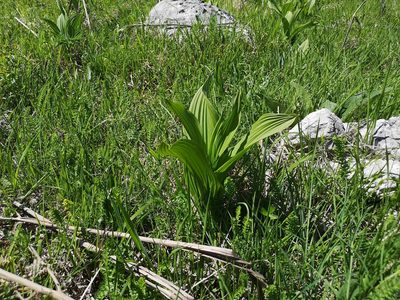Veratrum album, photographed by Jens-Christian Svenning