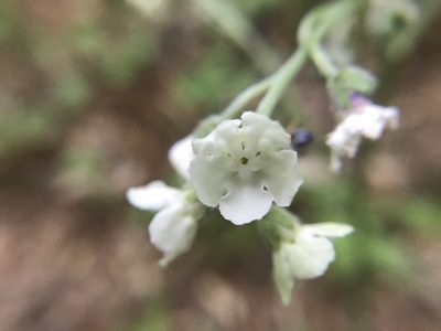 Andersonglossum virginianum, photographed by adam busey