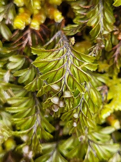 Hymenophyllum wilsonii, photographed by Jacek Pietruszewski
