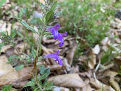 Clinopodium alpinum, photographed by Todd Patterson
