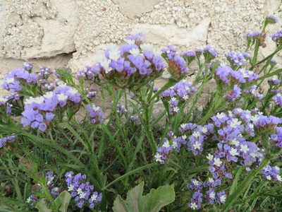 Limonium sinuatum, photographed by Marco Mussita
