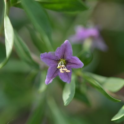 Lycium barbarum, photographed by Petr Harant