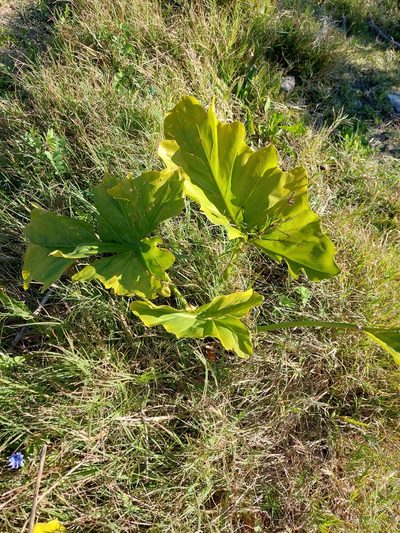 Philodendron undulatum, photographed by Emilihano Messa