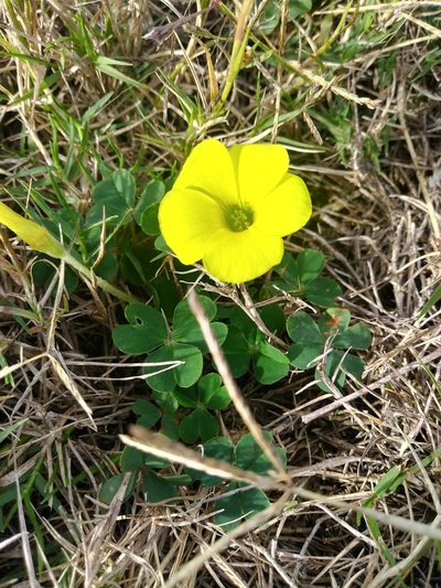 Oxalis sellowiana, photographed by Alberto