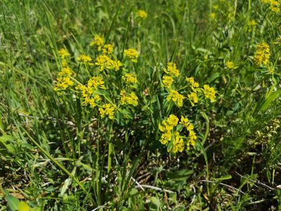 Euphorbia verrucosa, photographed by Jens-Christian Svenning