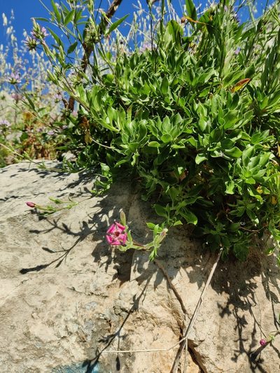 Silene fruticosa, photographed by Riccardo Rocca