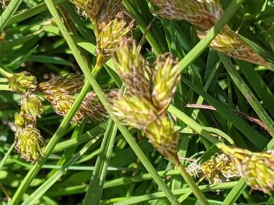 Carex leporina, photographed by Piermario Maculan